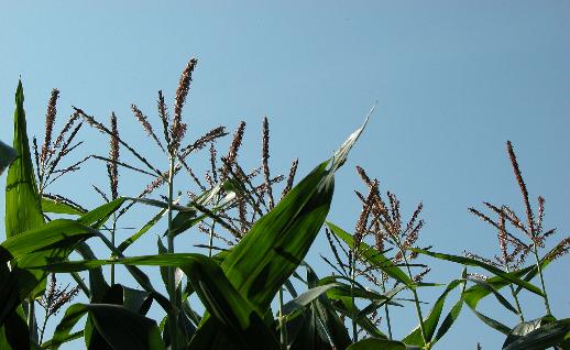 Imagen Cultivos de maiz creciendo, click para jugar