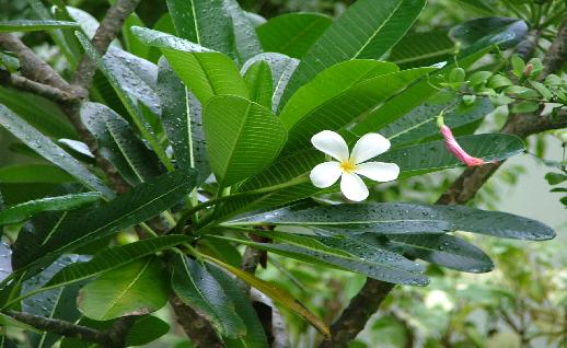 Imagen Planta verde con flor blanca, click para jugar