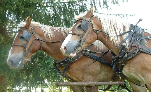 Imagen Caballos de Amish, click para jugar