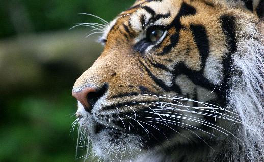 Imagen Tigre en peligro de extincin, click para jugar