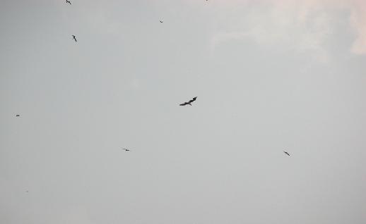 Imagen Cielo y pajaros, click para jugar