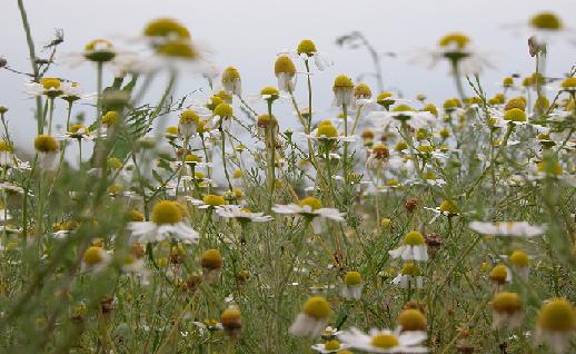 Imagen Campo con flores, click para jugar