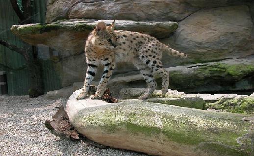 Imagen Lince en el zoologico, click para jugar