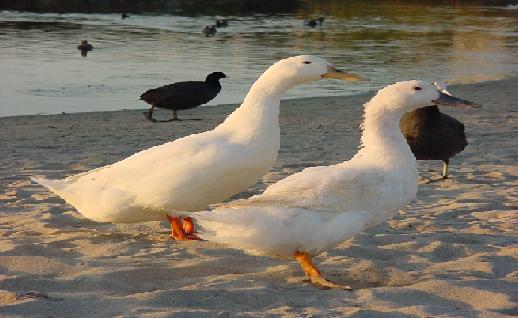 Imagen Patos en la arena, click para jugar