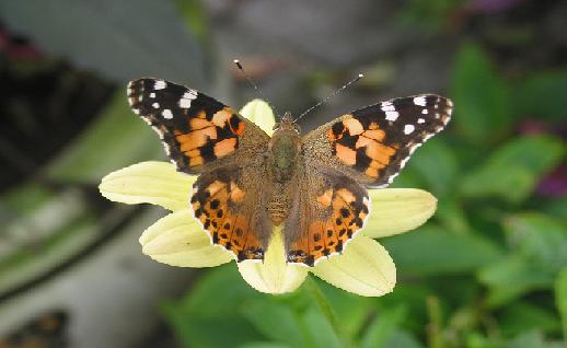 Imagen Mariposa sobre la flor, click para jugar