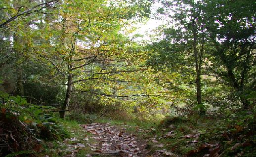 Imagen Sendero en el bosque, click para jugar