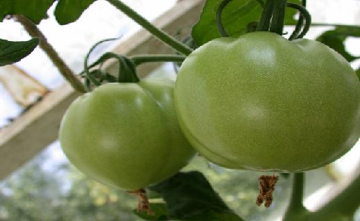 Imagen Tomates verdes, click para jugar