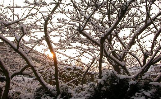 Imagen Arboles nevados, click para jugar