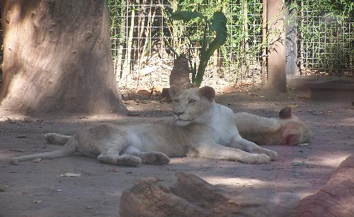 Imagen Leones descansando, click para jugar