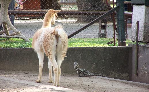 Imagen Llama mirando lagartija, click para jugar