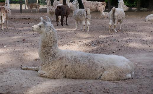 Imagen Llamas descansando, click para jugar