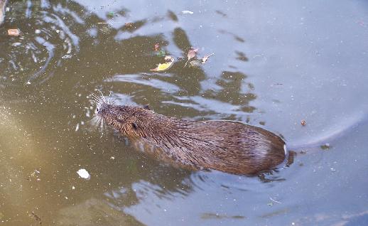 Imagen Nutria nadando, click para jugar