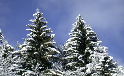 Imagen Pinos nevados, click para jugar