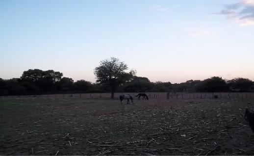 Imagen Caballos pastando al anochecer, click para jugar