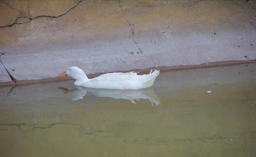 Imagen Pato blanco en el agua, click para jugar
