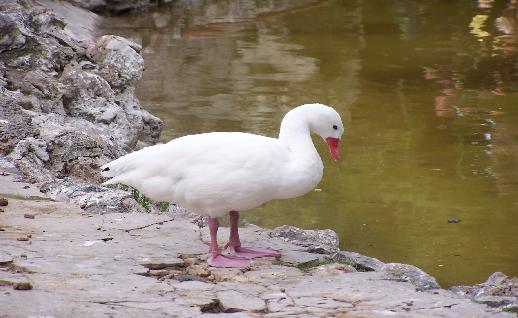 Imagen Pato blanco en la orilla, click para jugar