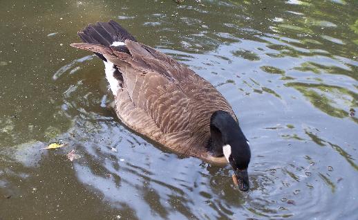 Imagen Pato comiendo, click para jugar