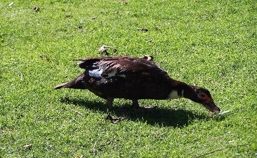 Imagen Pato en el pasto, click para jugar