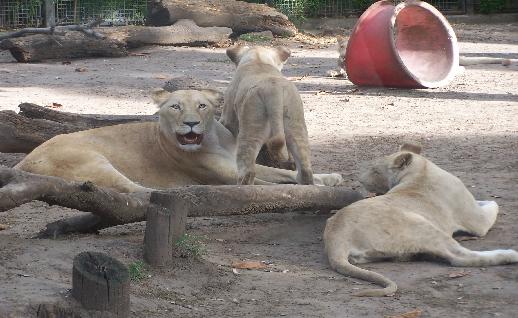 Imagen Pumas en el suelo, click para jugar