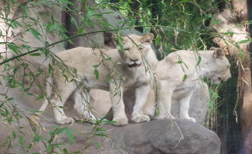 Imagen Pumas sobre rocas, click para jugar