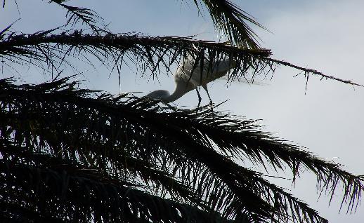 Imagen Tero en el arbol, click para jugar