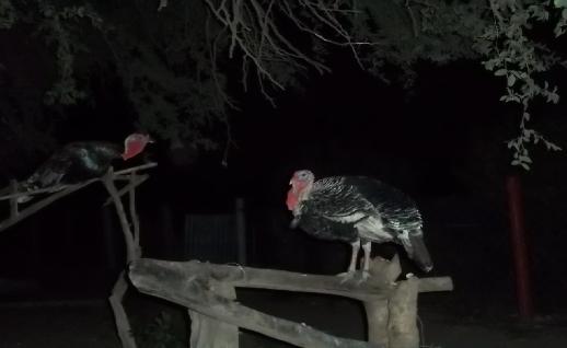 Imagen Dos pavos en la noche, click para jugar