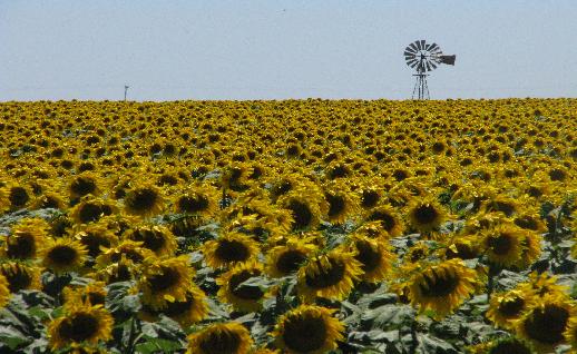 Imagen Girasoles y molino, click para jugar