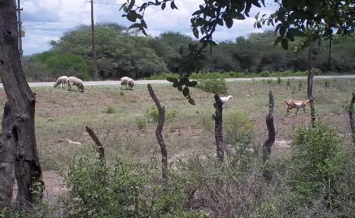 Imagen Obejas, chivo y cabra, click para jugar