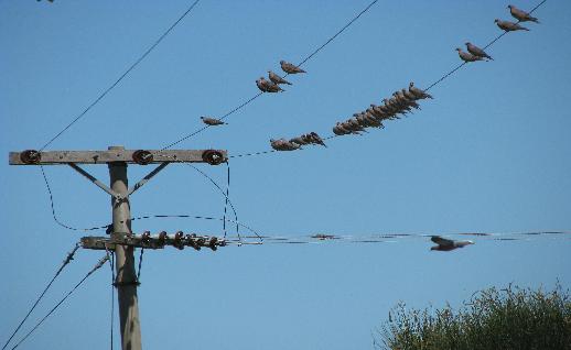 Imagen Pajaros agrupados, click para jugar