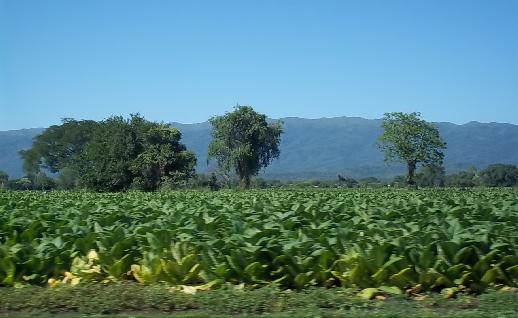 Imagen Plantacin de tabaco, click para jugar