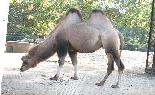 Imagen Camello agachado, click para jugar