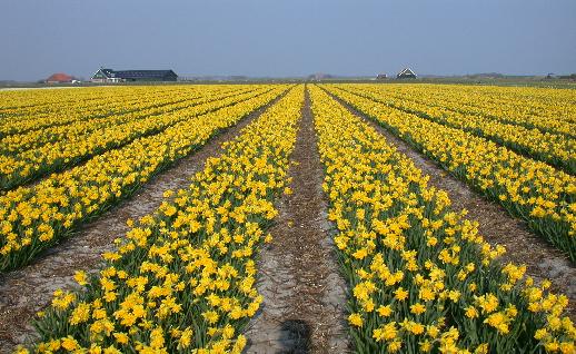 Imagen Campo con flores amarillas, click para jugar