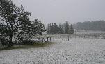 Categoria Arboles y plantas